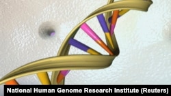 Nanotechnology and gene editing have been used to turn off a key cholesterol-related gene in mouse liver cells, according to a U.S. study.