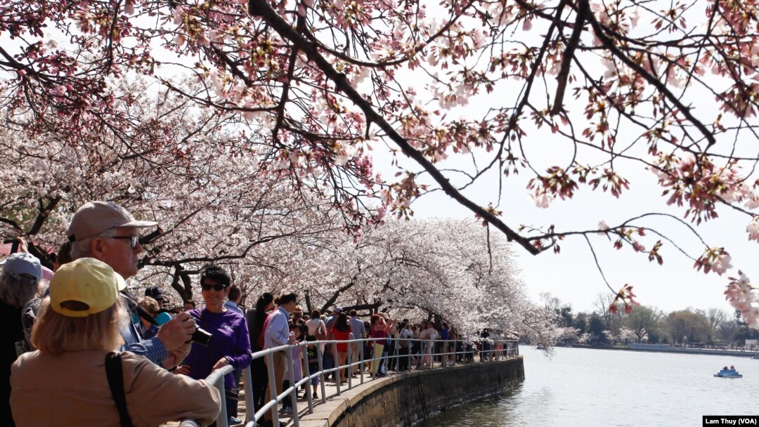 Cerezos en flor alrededor del Tidal Basin, junto al monumento a Thomas Jefferson, en Washington D.C. Foto: VOA/Lam Thủy.