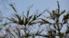 FILE - The picture shows a crop after it has been destroyed by the "Achaea catocaloides" caterpillar in the village of Peleler, Bong County, Liberia, Feb. 3, 2009. 