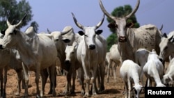 Shanun Fulani.