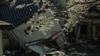 Cherry Blossom Symbolizes Japan's Rebirth After Tsunami