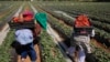 Les petits paysans victimes du réchauffement et de la faim