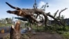 Two boys are seen under a bus shelter that is supporting a fallen tree in the village of Talecake, Fiji, Feb. 24, 2016.