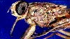 African Livestock May Benefit From A Scientific Breakthrough In Fighting Tsetse Fly Parasite