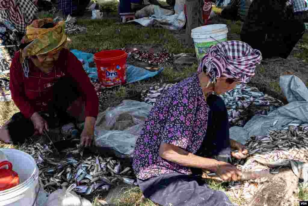 ប្រជាពលរដ្ឋខ្មែរកំពុងធ្វើកូនត្រីយកទៅធ្វើប្រហុកផ្អកអំឡុងដើមរដូវប្រហុក ផ្អកនៃ នៅឃុំកំពង់លួង ស្រុកពញ្ញាឮ ខេត្តកណ្តាល កាលពីថ្ងៃសៅរ៍ ទី០៧ ខែធ្នូ ឆ្នាំ២០១៩។(ទុំ ម្លិះ/VOA)