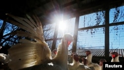 Pavos en su granero en Seven Acres Farm en North Reading, Massachusetts, EE.UU. 23 de noviembre de 2016, un día antes del feriado de Acción de Gracias en Estados Unidos.