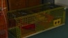 Riverdale Mills of Northbridge, Massachusetts, says its wire mesh products are used in most of the lobster traps in the United States and Europe, replacing traditional wooden devices.
