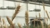 Plant Scientists Fight Hunger Through Genetics