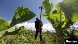 FILE - A farmer works in his field at the Kondo farm in Eldoret 400km (248 miles) west of the capital Nairobi, Kenya, April 27, 2010. 