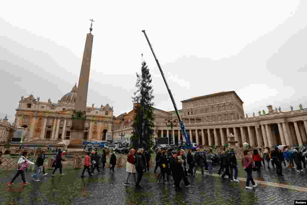 En la Plaza de San Pedro, en el Vaticano, un gran árbol fue levantado el 22 de noviembre para las festividades de fin de año. 