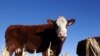 Developing Countries See Sharp Rise in Meat Consumption