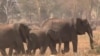 Kenya Counts Elephants From the Air