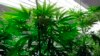 FILE - Marijuana plants flourish under grow lights at a warehouse.