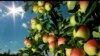 'As American as Apple Pie'