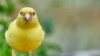 Time to 'Sing Like a Canary'