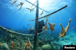 Professional diver and coral reef conservationist Luis Muino cleans the coral where it is grown from underwater plant material in Playa Coral beach, Cuba on April 29, 2022. (REUTERS/Alexandre Meneghini)