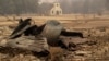 Stars Join Thousands Waiting to Learn Wildfire's Damage Toll