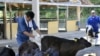 Japan Bans Sale of Fukushima Cattle