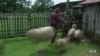 Rare Horse Breed Revived for Choctaw Nation