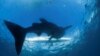 Depuis 2010, cinq touristes ont été tués par des attaques de requins en Égypte.