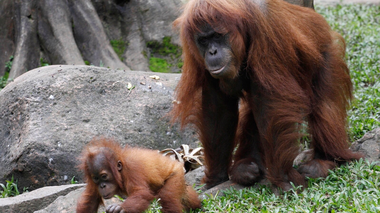 Orangutani u Indoneziji