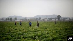 지난해 10월 북한 평양 외곽의 칠곡채소농장. (자료사진)