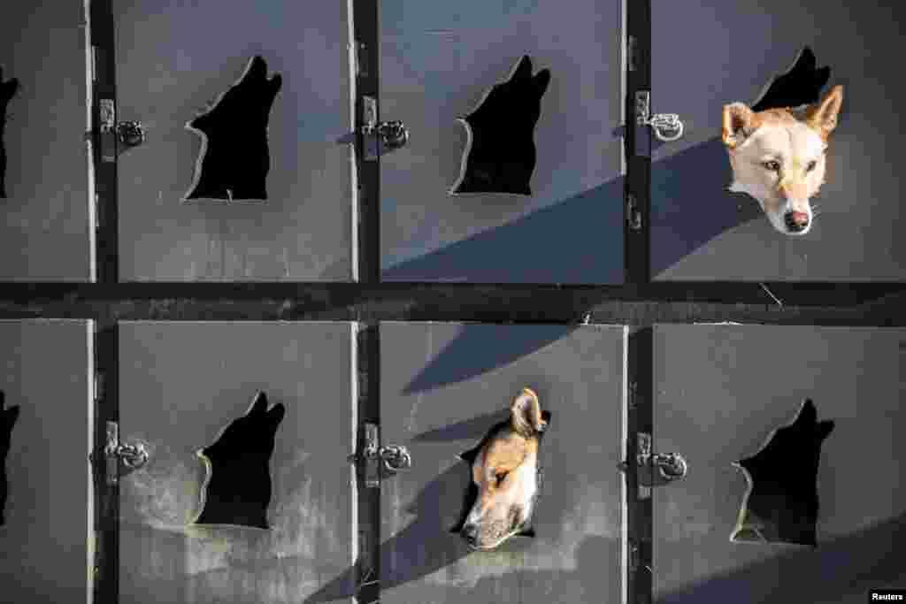 Justin Savidis dogs await lineup in the musher lot before the official restart of the Iditarod dog sled race in Willow, Alaska, March 2, 2014.