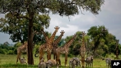 Jerapah dan Zebra di Taman Nasional Mikumi, Tanzania, 20 Maret 2018. (Foto: dok).