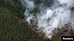 Pembakaran hutan di dekat perkebunan kelapa sawit di Kabupaten Kapuas, dekat Palangka Raya, Kalimantan Tengah. Sektor perkebunan di Indonesia, baik sawit, kakao, karet hingga teh dan kopi, sering dianggap turut berperan merusak lingkungan. (Foto: Reuters). 
