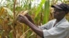 In this March 8, 2011 photo, Joseph Dzindwa, who has expanded from a one-hectare to an eight-hectare maize farm , checks his hybrid maize crop in Catandica, Mozambique. (AP Photo/Donna Bryson)