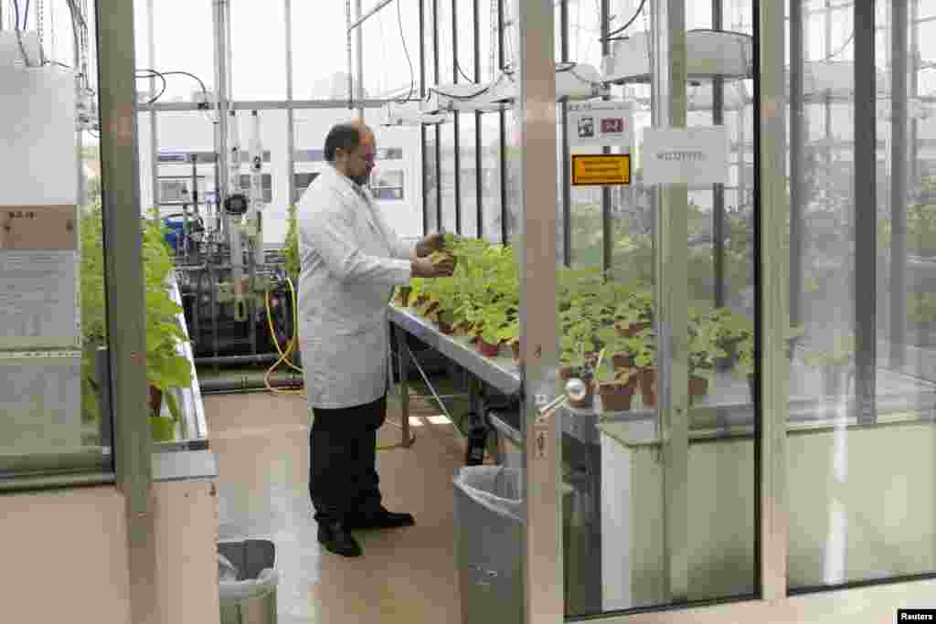Victor Klimyuk, directeur des opérations de la société Genetics Icône inspecte les plantes de tabac (Nicotiana benthamiana) dans un laboratoire de Halle, le 14 Août 2014. REUTERS / Axel Schmidt