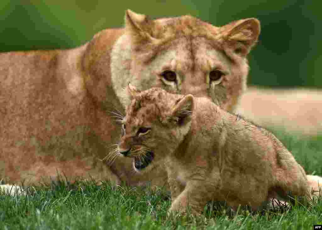 法国 Beauval 动物公园的两头狮子，小狮子是4月15日出生的（6月23日）