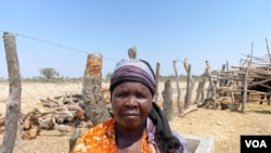 Felistus Gwatipedza sells milk produced on her farm to a Zimbabwe Stock Exchange-listed company and is able to look after her orphaned grandchildren, in Rusununguko village, some 200 kilometers south of Harare, Sept. 25, 2020. (Columbus Mavhunga/VOA)