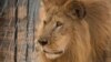 Un lion d'un cirque à Vaalwater, en Afrique du Sud, le 1er mai 2016.