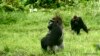 Lowland gorillas (copyright 2012 Chris Whittier)