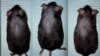 Researchers Stumble Across Hair Growth Treatment