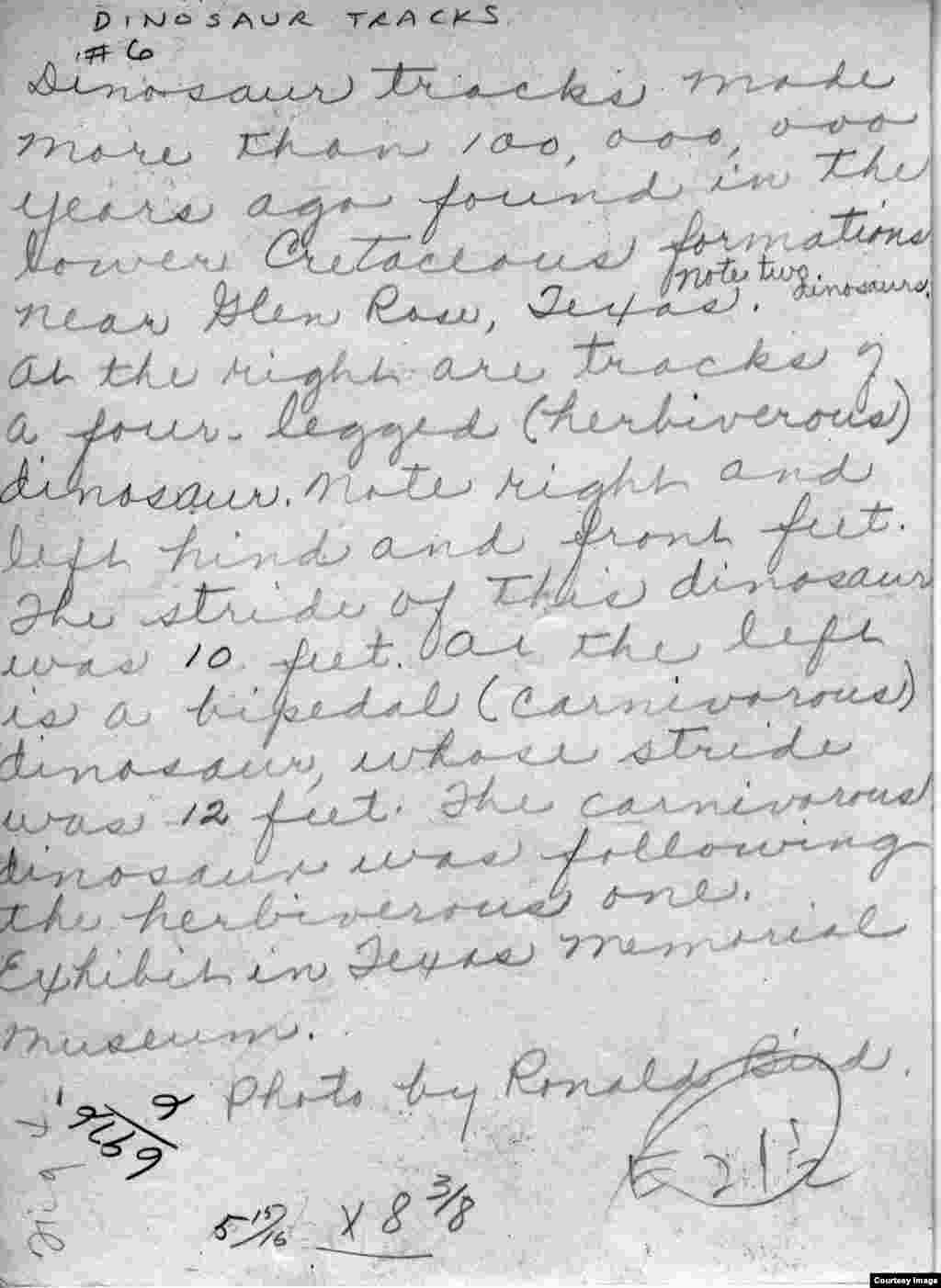 American Paleontologist Roland T. Bird's handwritten notes on the dinosaur tracks for the 1940 excavation. (R.T. Bird from the Collections of the Vertebrate Paleontology Laboratory, The University of Texas at Austin)