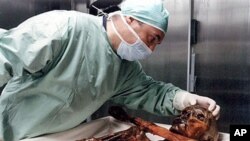 A researcher inspects the 5,300-year-old mummy known as Oetzi, at the Archeological Museum of the Alto Adige in Bolzano, northern Italy, September 2000. (file photo)