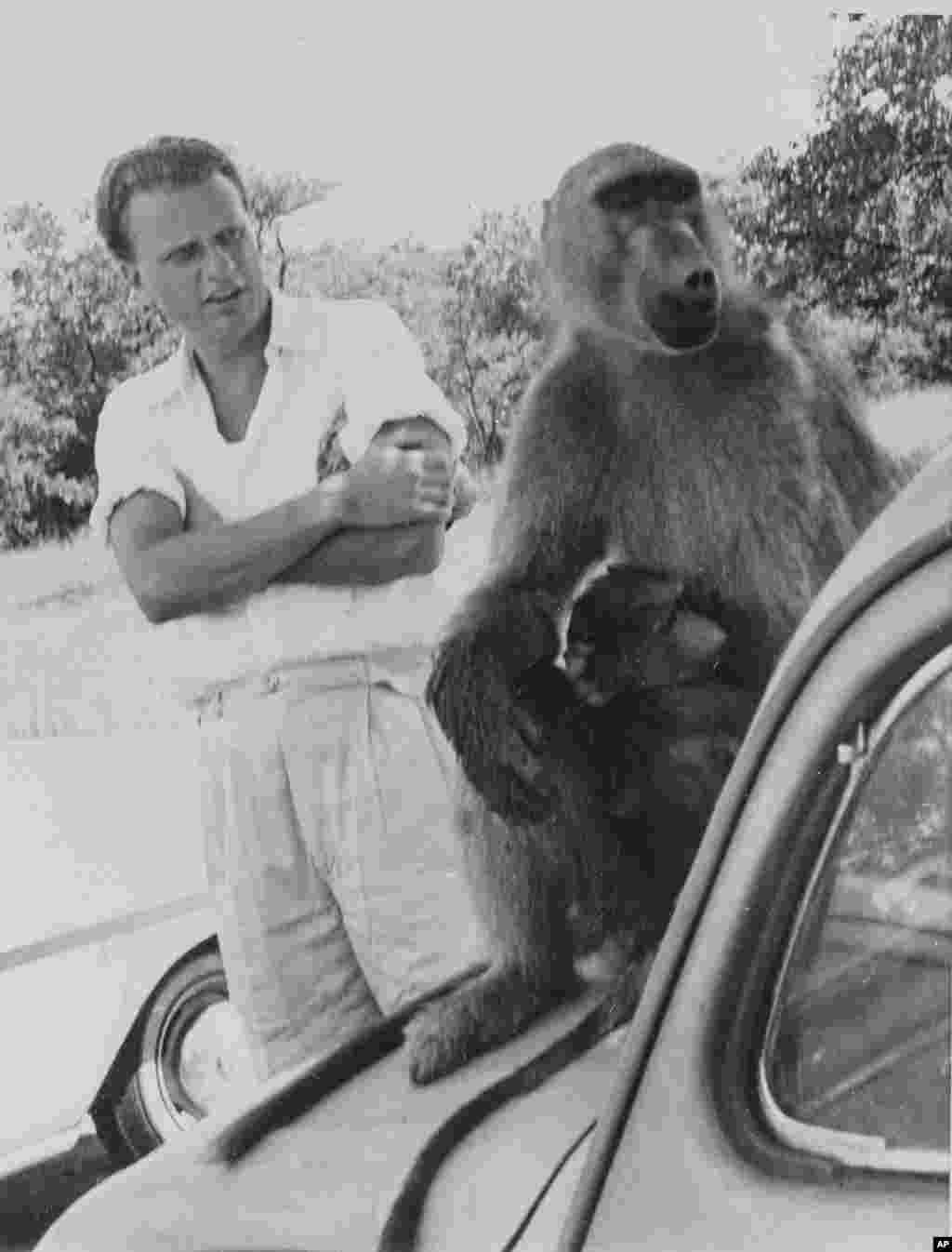 L'évangéliste américain Billy Graham regarde un babouin lors d'une visite aux chutes Victoria en Rhodésie du Nord, le 29 février 1960.