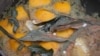 The Infodemic: Lemons Don't Protect From COVID-19