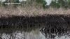 VIDEO: The multinational petroleum company Shell has failed to clean up communities devastated by oil spills in Nigeria’s Niger Delta, according to a report from Amnesty International. Henry Ridgwell reports from London.
