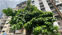 Mas que servir de ornamento, los arboles en las ciudades cumplen una serie de funciones ecológicas beneficiosas para la salud de las personas y del ambiente. De acuerdo con expertos, una de las más importantes es la regulación del calor.