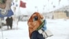A camper braces against high winds and a blizzard while walking inside the Oceti Sakowin camp as "water protectors" continue to demonstrate against plans to pass the Dakota Access pipeline adjacent to the Standing Rock Sioux Reservation, near Cannon Ball,