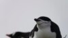 Penguin chinstrap yang tinggal di Pulau King George, Antarktika. (Won Young Lee via AP)