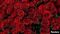 El 97% por ciento de la producción de flores en Colombia es exportado a Estados Unidos y Europa.