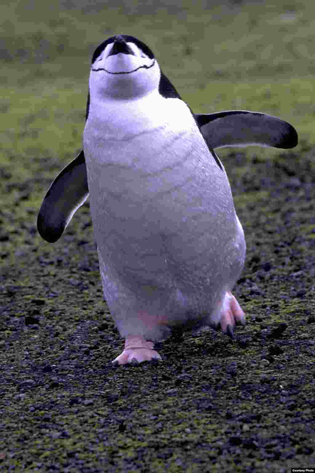 Chinstrap penguin prancing on Prasiola crispa, a terrestrial green algae. (Ron Naveen/ OCEANITES)
