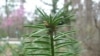 Study: Plants, Animals Becoming Extinct Faster Than Ever 