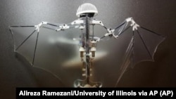 Three authors of a study released in the journal Science Robotics say the Bat Bot, a three-ounce flying robot, is better than regular drones in getting into disaster sites and scoping out construction zones, Feb. 1, 2017.