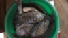 Interdiction d'importer du tilapia au Togo