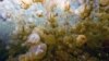 Jellyfish Could Be Ocean's Most Efficient Swimmers